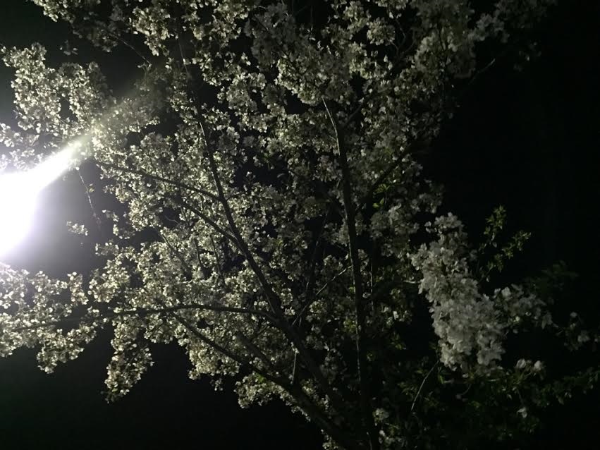 夜桜