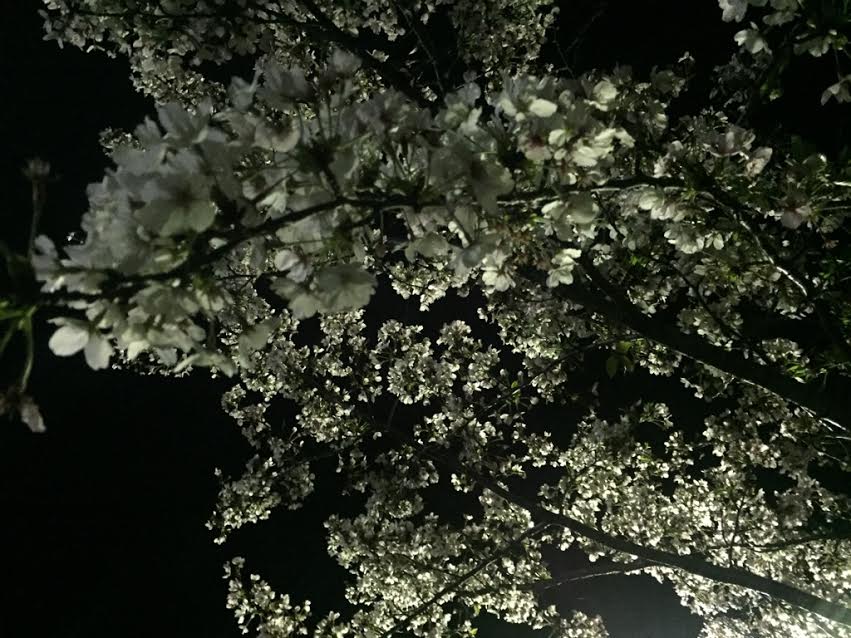 夜桜