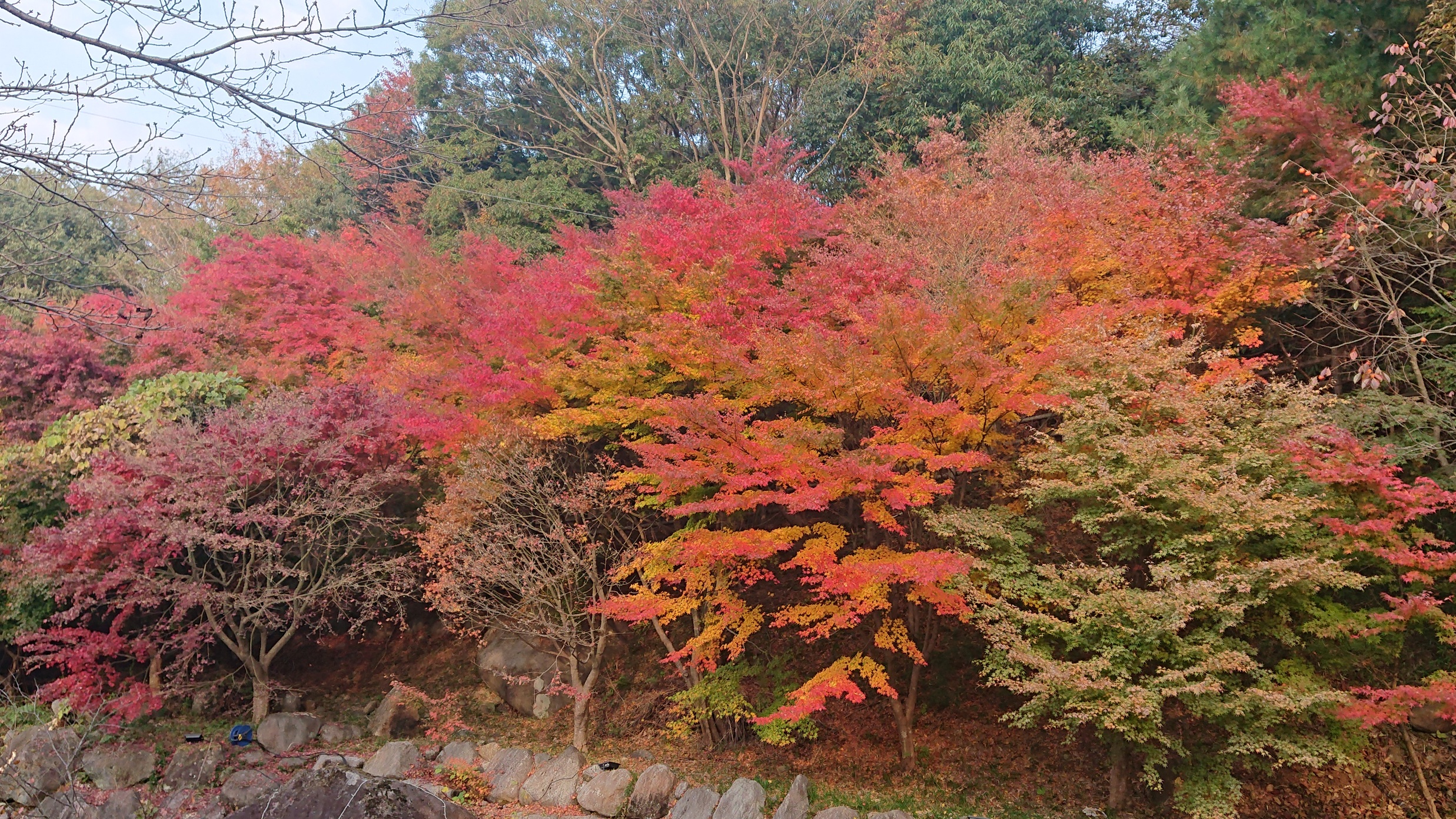 紅葉シーズンにも乗り遅れ...。来年は、趣味を持とう。