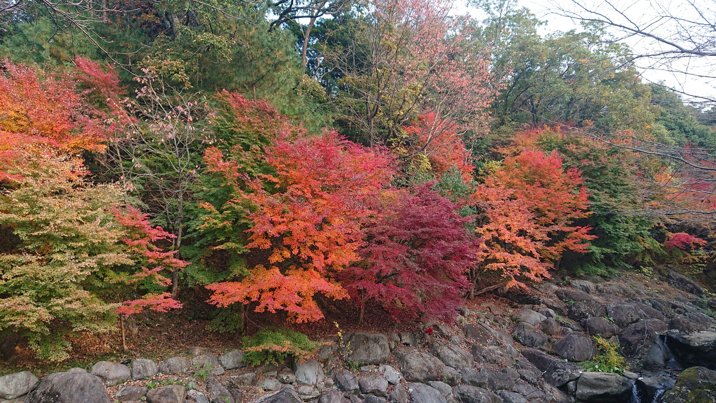 紅葉シーズンにも乗り遅れ...。来年は、趣味を持とう。