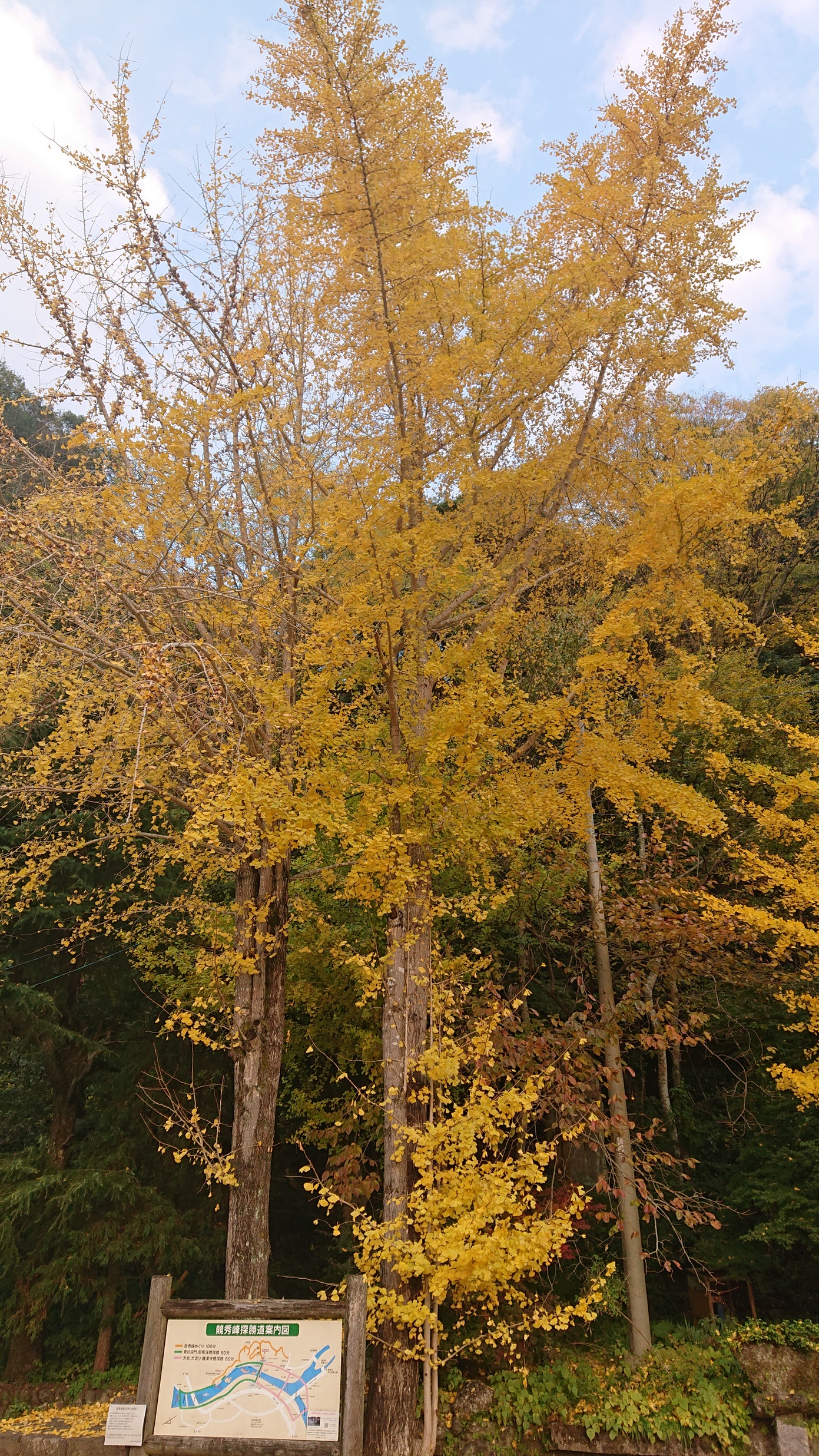 紅葉シーズンにも乗り遅れ...。来年は、趣味を持とう。