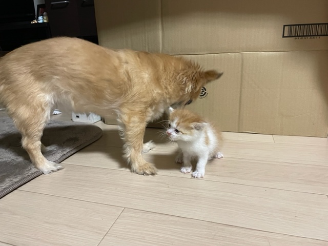 犬と猫の共存