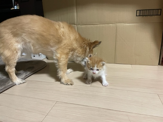 犬と猫の共存