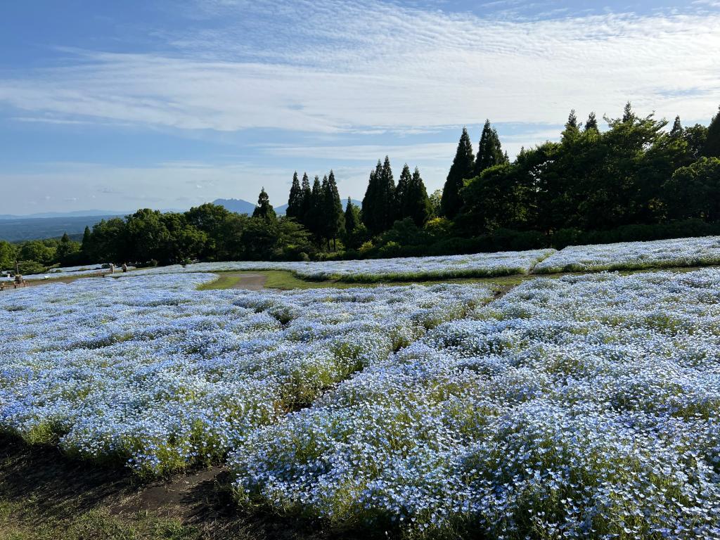 お花の癒し