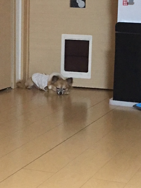 散歩に・・・。