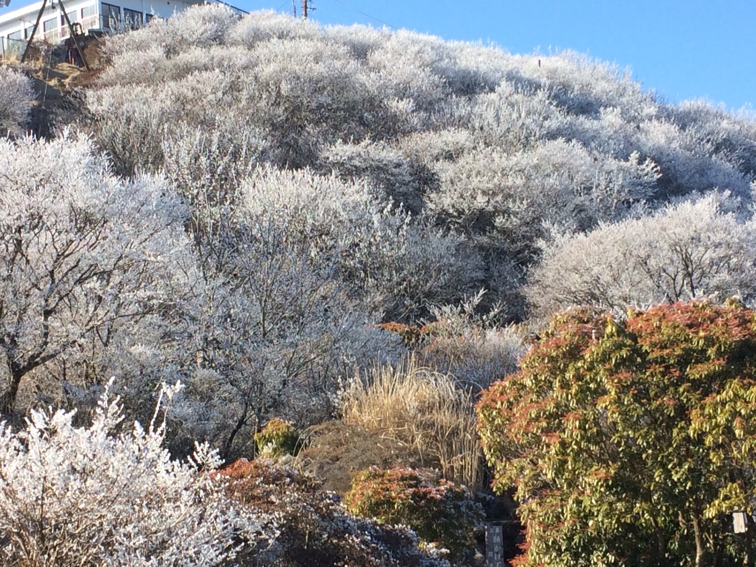 別府タワー、グローバルタワー、そして、別府ロープウェイ。