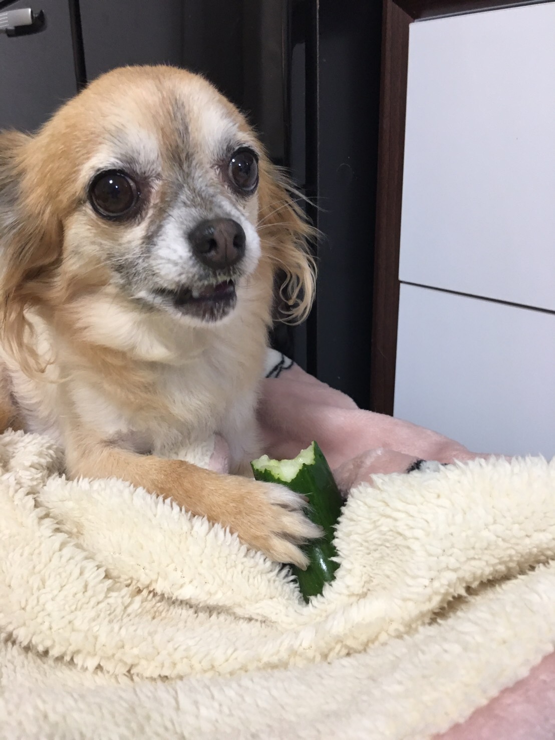 キュウリを食べる犬