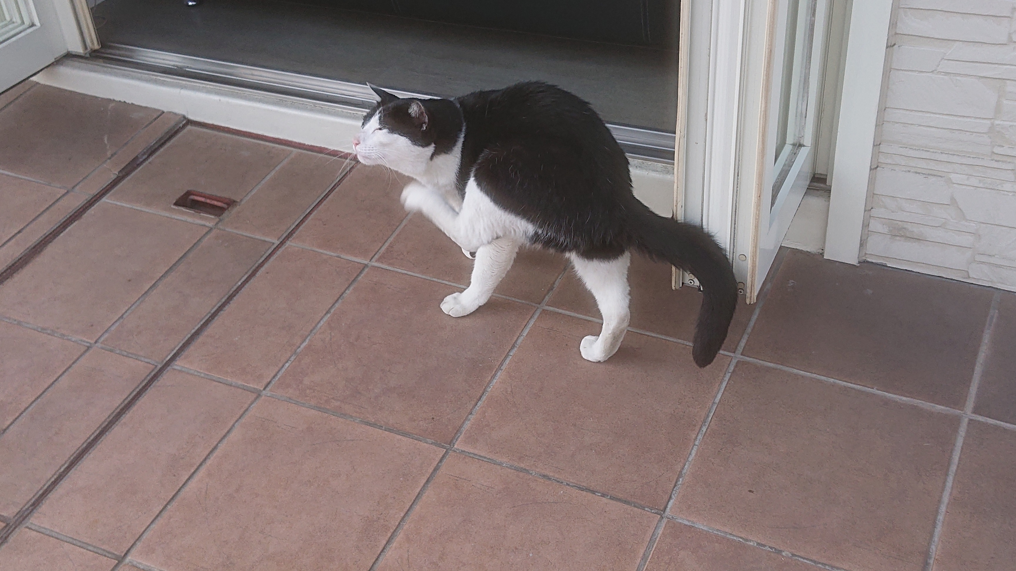 癒しの空間aprittiaの、クロと、ハチ（クロ編）