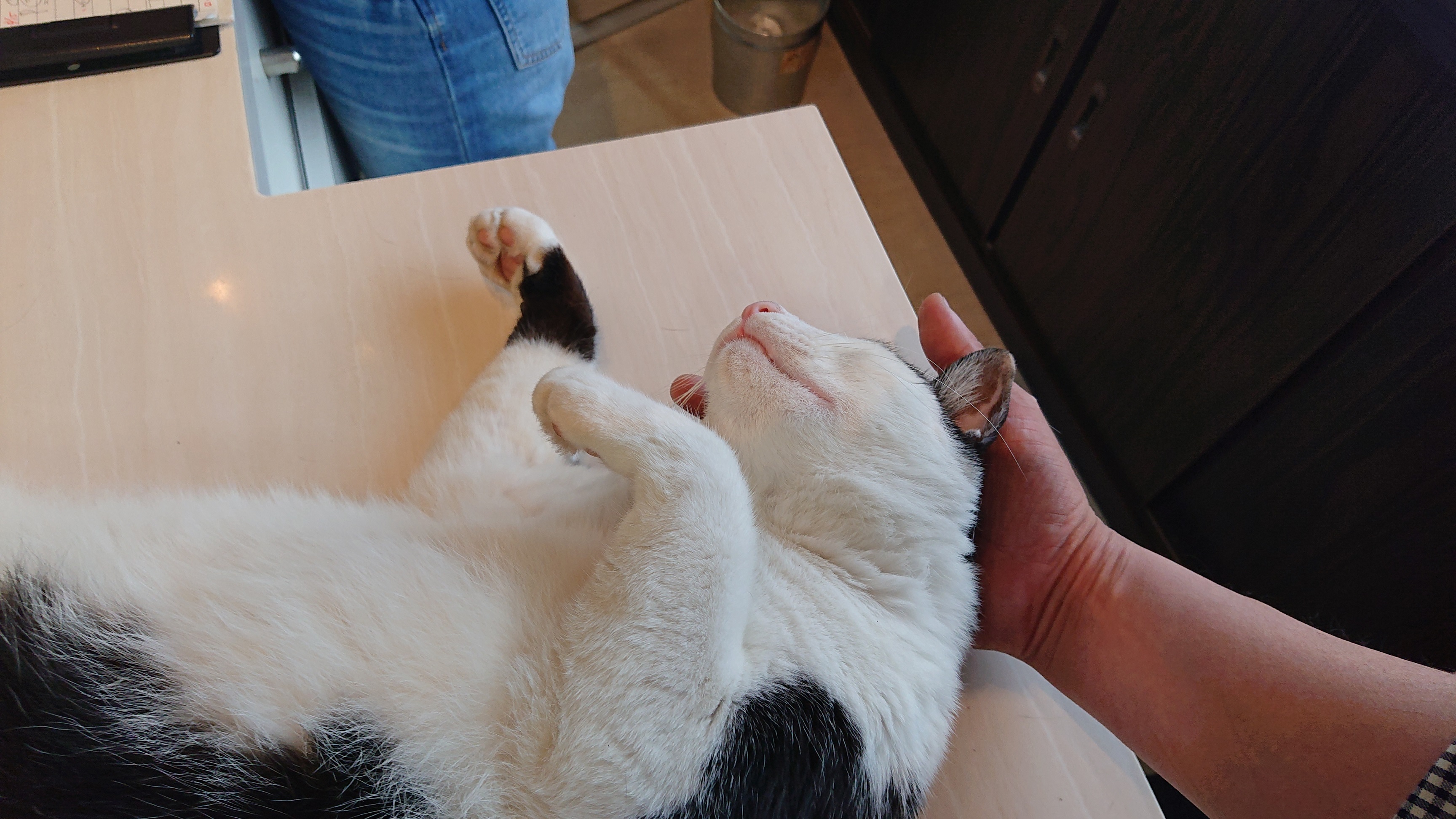 犬派のオクノが、にゃんとも、ネコまみれ