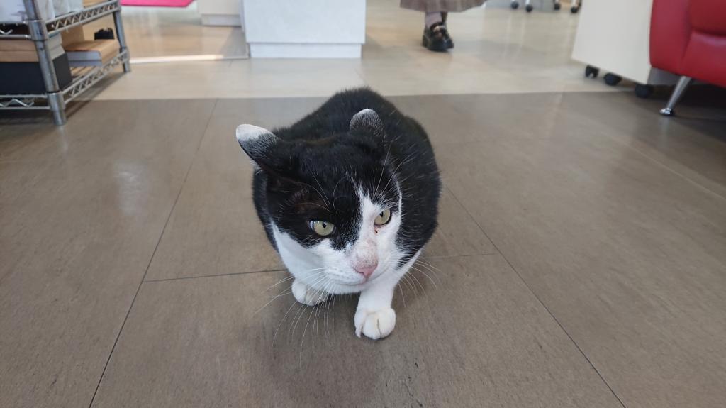 ナニをドー慌てても、残すところ、あと1ヶ月を切りましたよー