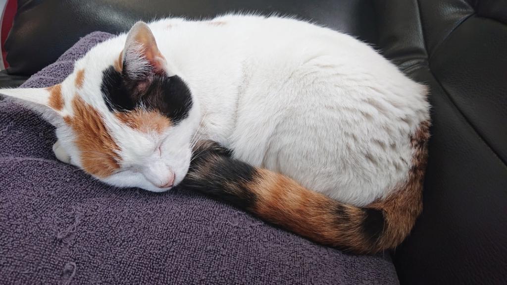 ナニをドー慌てても、残すところ、あと1ヶ月を切りましたよー