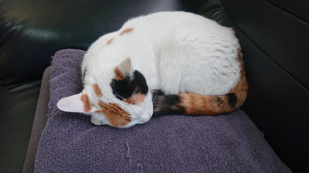 ナニをドー慌てても、残すところ、あと1ヶ月を切りましたよー