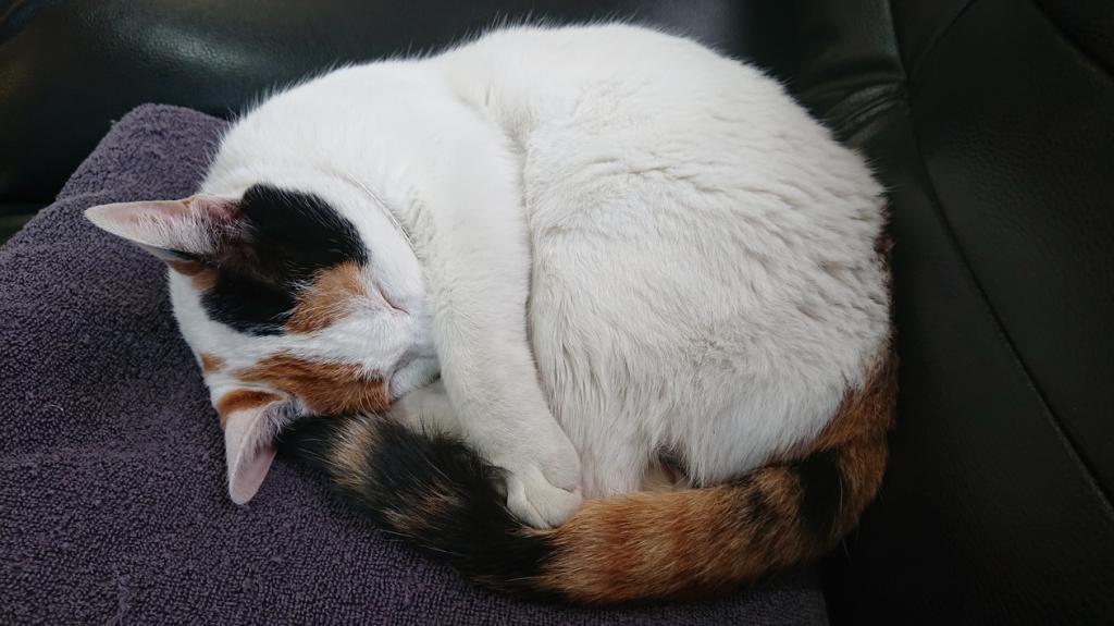 ナニをドー慌てても、残すところ、あと1ヶ月を切りましたよー