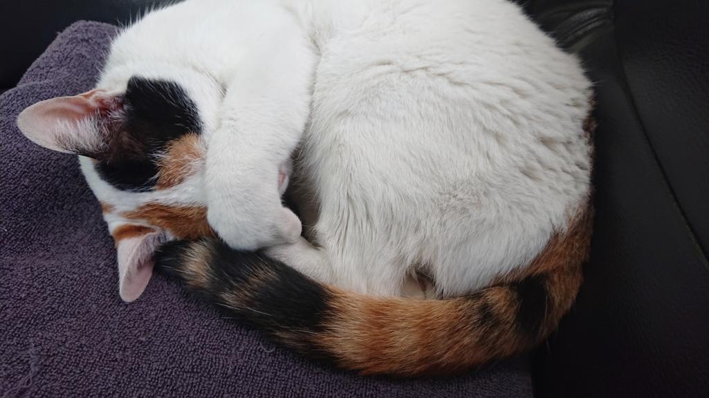 ナニをドー慌てても、残すところ、あと1ヶ月を切りましたよー