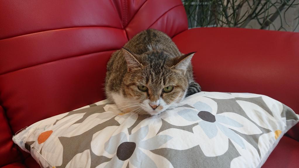 ナニをドー慌てても、残すところ、あと1ヶ月を切りましたよー