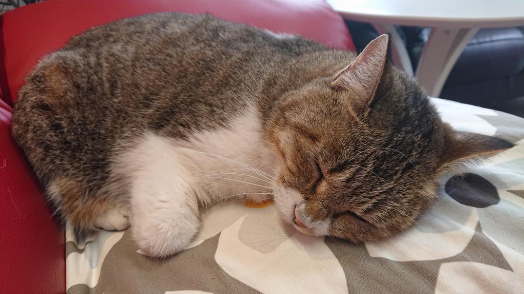 ナニをドー慌てても、残すところ、あと1ヶ月を切りましたよー