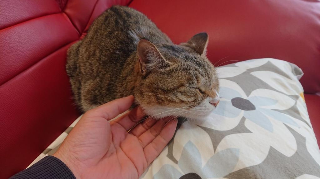 ナニをドー慌てても、残すところ、あと1ヶ月を切りましたよー