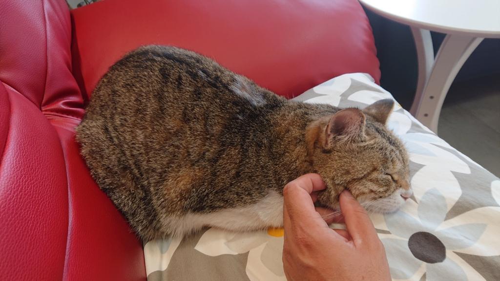 ナニをドー慌てても、残すところ、あと1ヶ月を切りましたよー