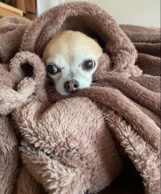 こたつデビュー