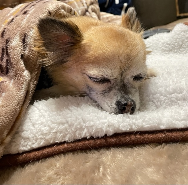 こたつデビュー