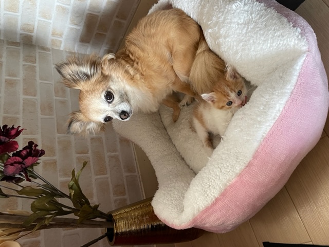 新しい家族が仲間入り