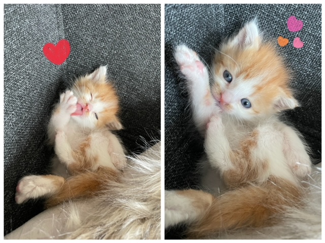 新しい家族が仲間入り