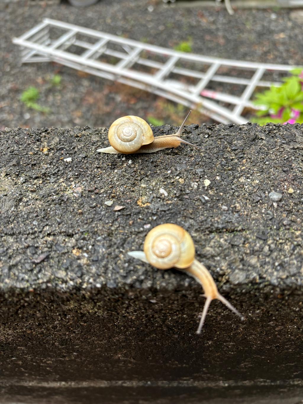 どっから出てくるの❓