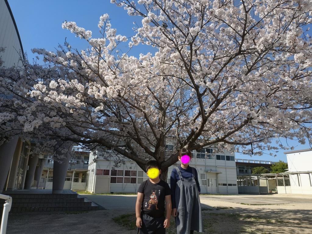 小学校の桜🌸