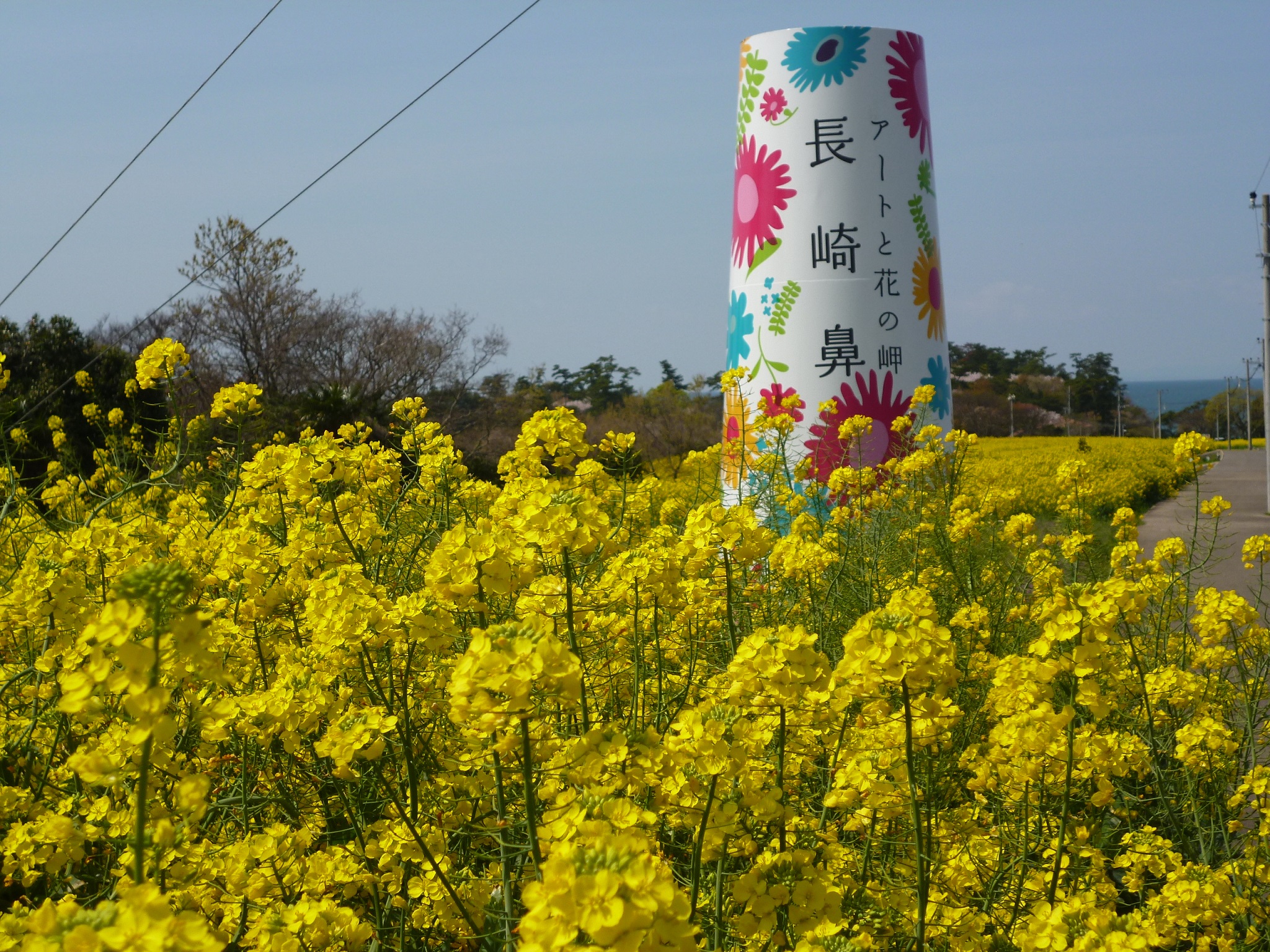  アートと花の岬 ♪ 長崎鼻 菜の花フェスタ 2015 ♪♪