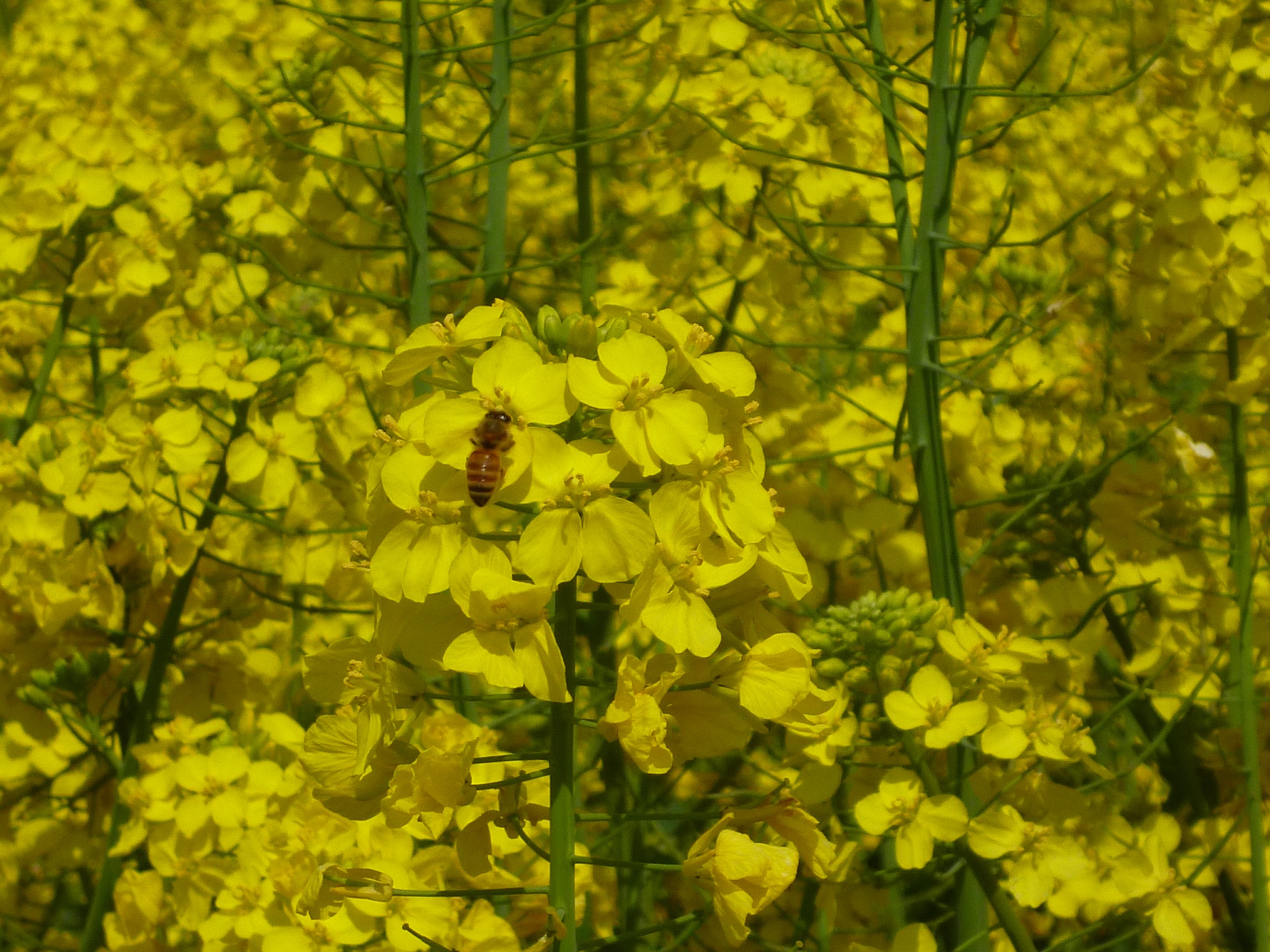  アートと花の岬 ♪ 長崎鼻 菜の花フェスタ 2015 ♪♪