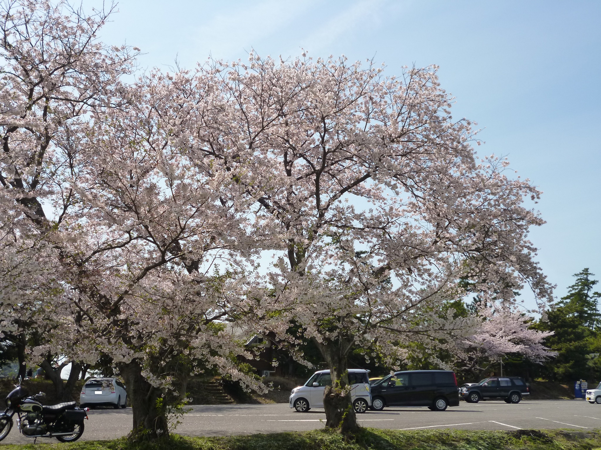  アートと花の岬 ♪ 長崎鼻 菜の花フェスタ 2015 ♪♪