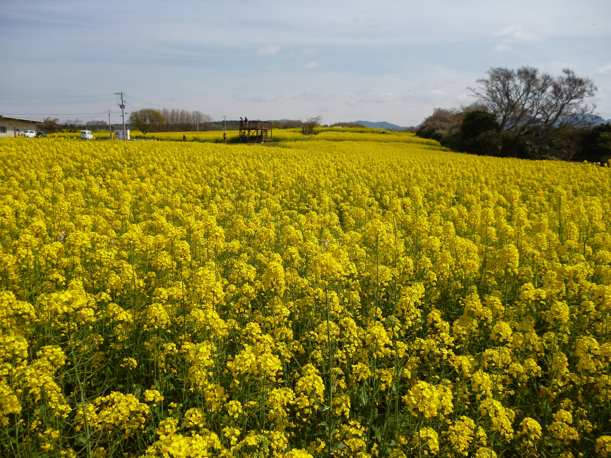  アートと花の岬 ♪ 長崎鼻 菜の花フェスタ 2015 ♪♪