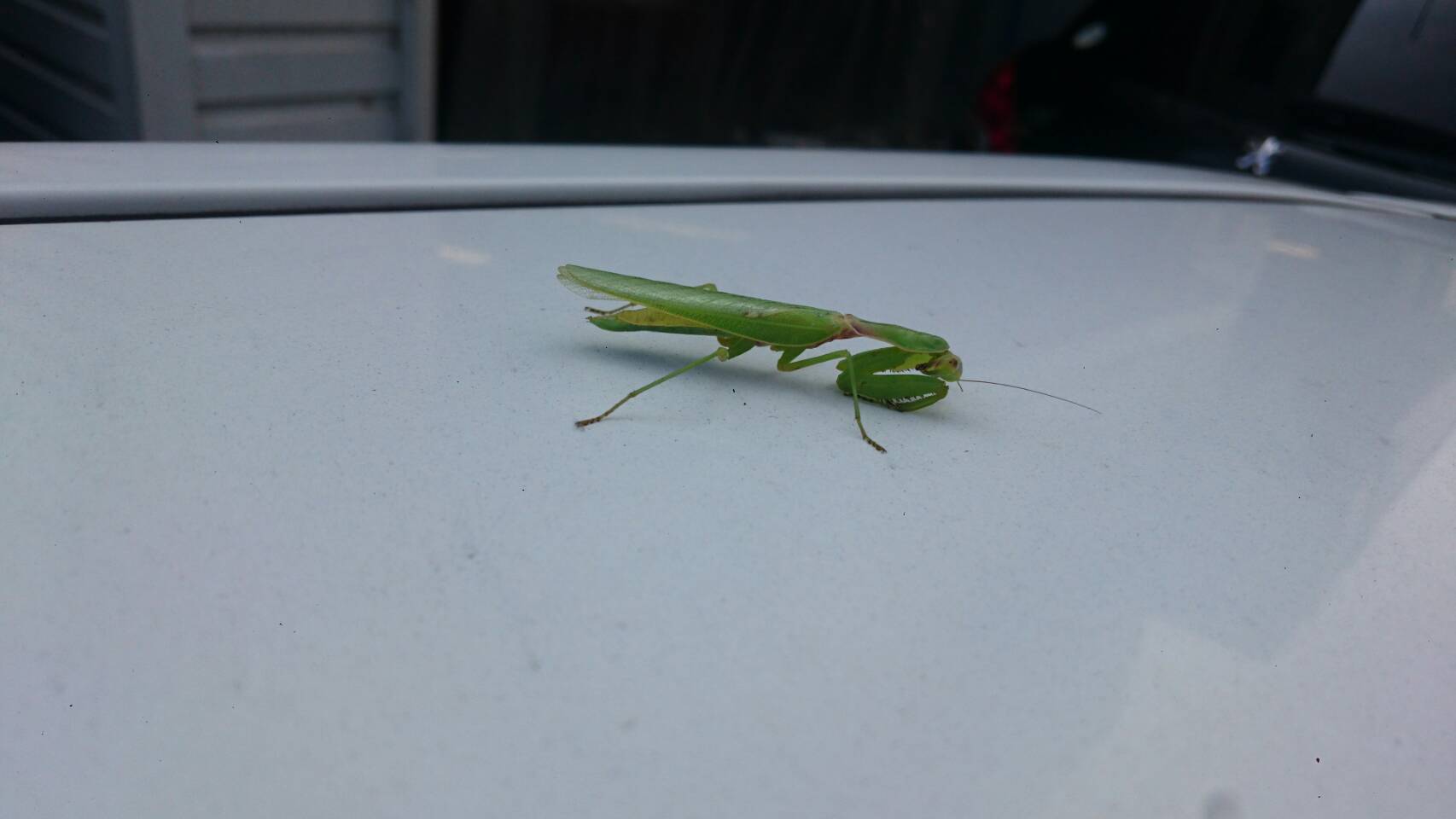 カマキリの一日