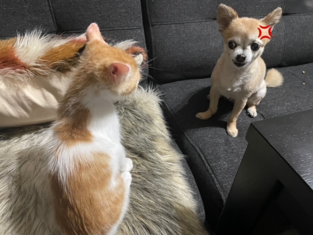 犬と猫の共存