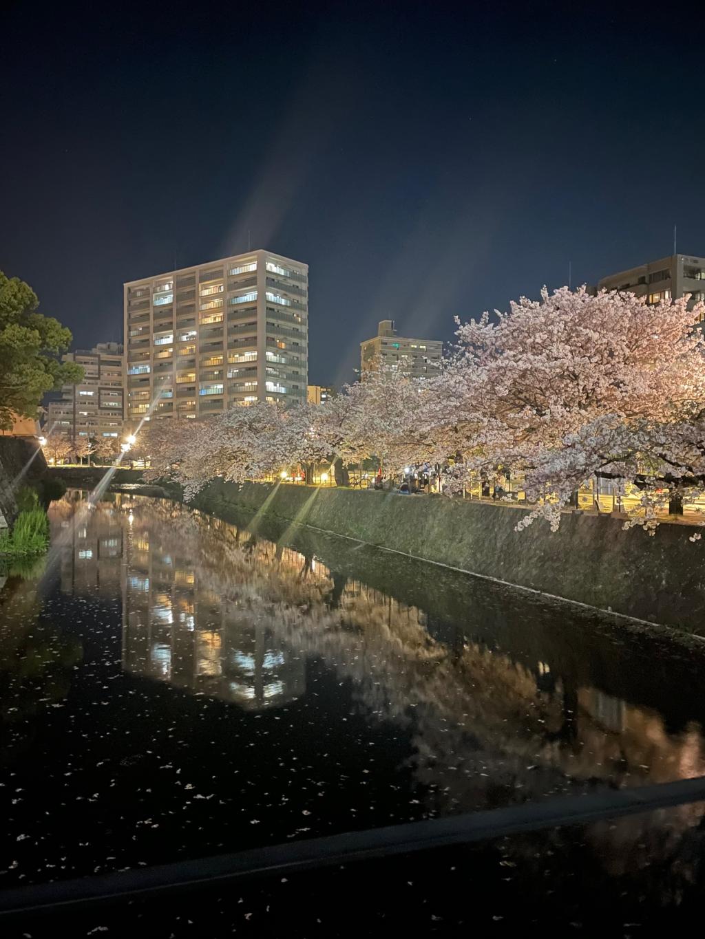 城址公園にて夜桜★