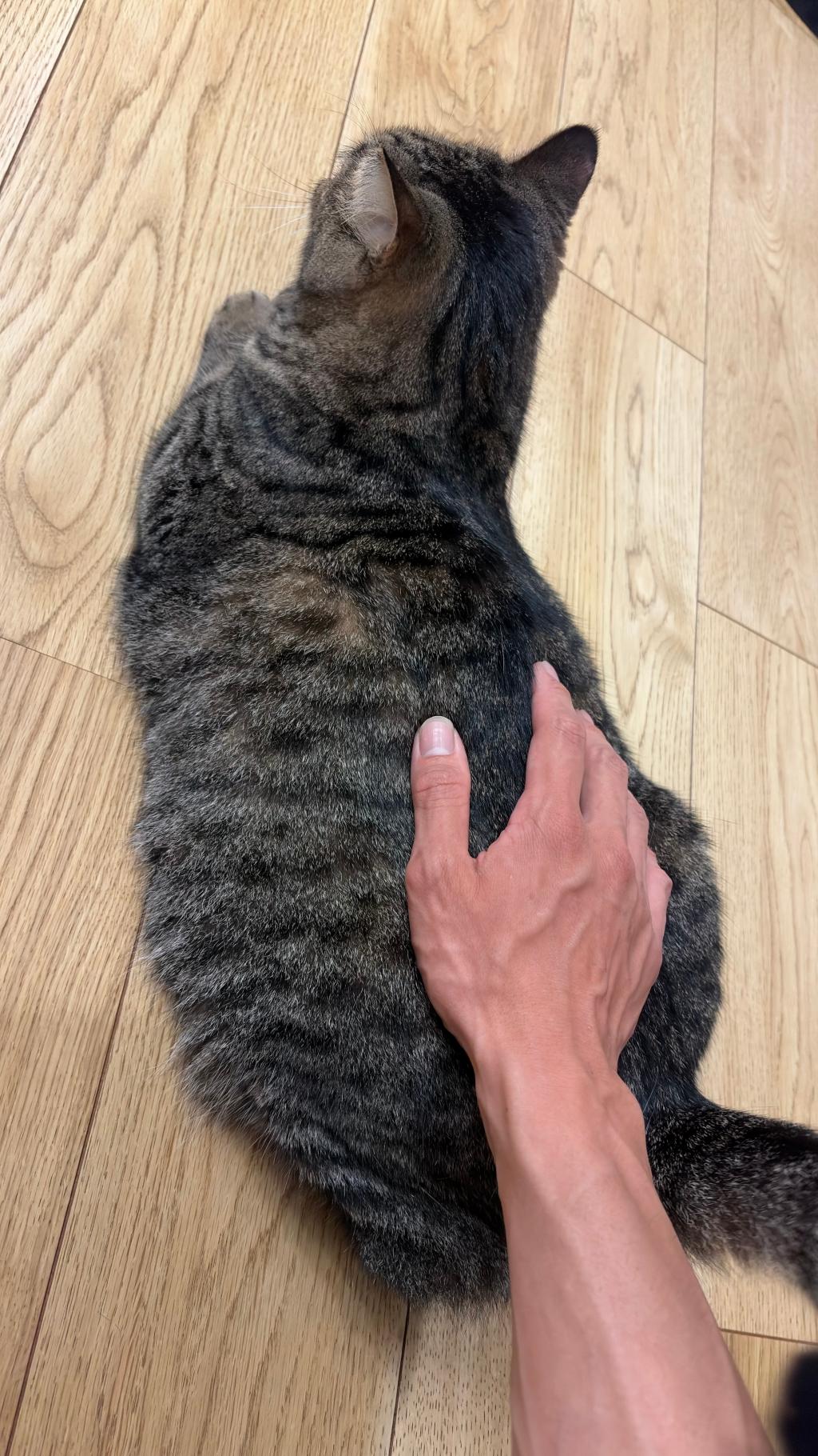 最近は猫派？😸