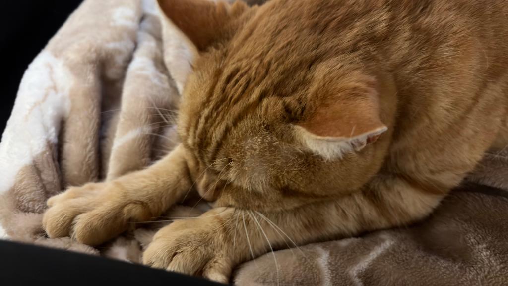 最近は猫派？😸
